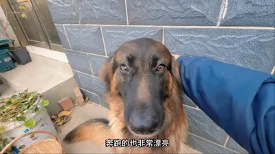 九零团宠，我把小土狗养成大狼狗